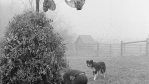 Photo of little boy and dog on foggy farm