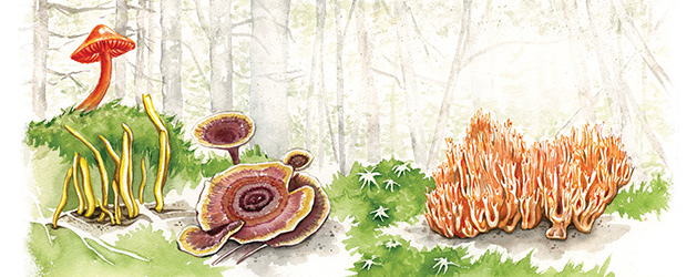 Mushrooms of Maine by Rosalie Haizlett