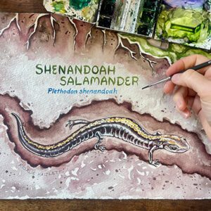 Shenandoah Salamander by Rosalie Haizlett