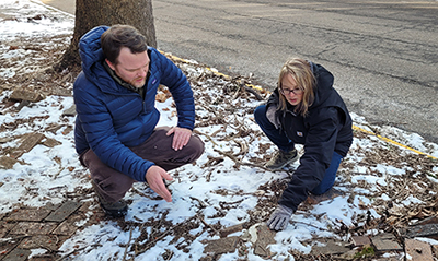 sidewalk upheaval from tree roots