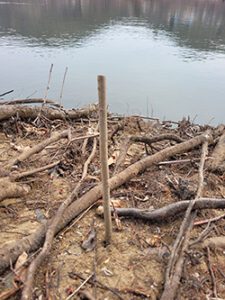 Live staking trees