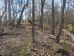 Oglebay forest