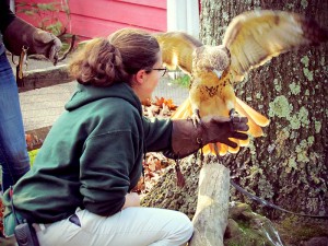 Good Zoo keeper with hawk
