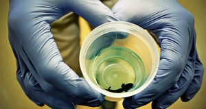 Baby Hellbender hatched at WLU.